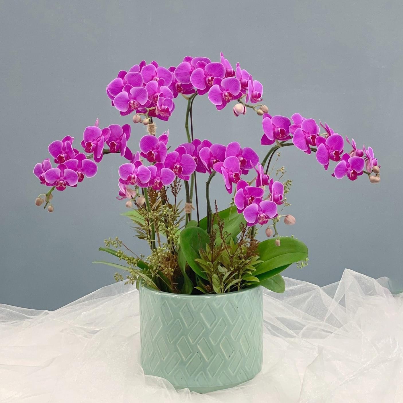 Hoa Lan Tặng Vợ 00003